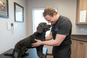 veterinarian gently examines happy black dog in modern clinic photo