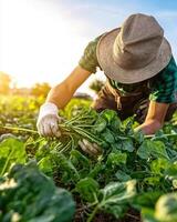 farmer harvesting spinach in field photo