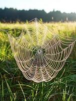 a spider web in the grass photo