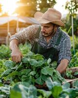 farmer harvesting fresh green vegetables in sunny garden with dedication photo