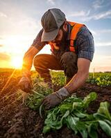 farmer harvesting fresh greens in vibrant field during golden sunset photo