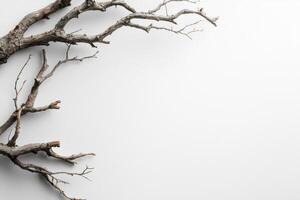 dry tree branch on white background, creating minimalist natural composition photo