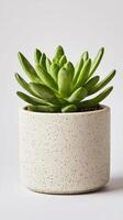 Green succulent plant in minimalist white ceramic pot on neutral background photo