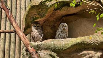 Two beautiful owls are resting peacefully in their cozy environment, beautifully showcasing their unique patterns video
