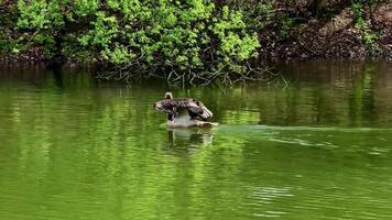 A majestic pelican elegantly glides across the calm and serene waters, surrounded by lush, vibrant greenery video