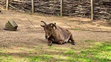 A serene mountain goat is resting comfortably on the ground, surrounded by beautiful natural elements all around video