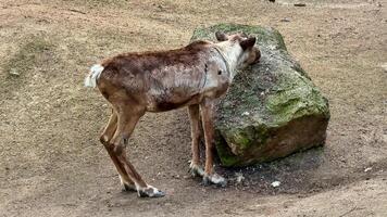 A young reindeer explores a rock in its habitat, showing its playful behavior and natural curiosity video