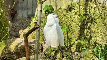 A striking and elegant white owl gracefully perched amidst the vivid, lush greenery, showcasing its beauty and grace video