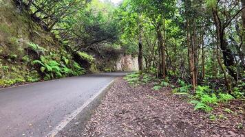 A picturesque road winding through vibrant greenery, perfect for nature lovers and outdoor enthusiasts video
