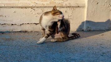 A charming cat happily cleaning itself in the gentle, warm sunlight, showcasing its playful and curious nature video