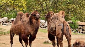 Bactrian camels are beautifully displayed in a serene outdoor setting surrounded by vibrant, colorful foliage video