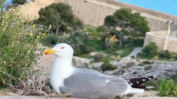 A seagull peacefully resting on a rocky cliffside, surrounded by lush green vegetation and stunning sea views video