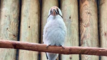 A charming kookaburra is sitting gracefully on a sturdy branch, showcasing its vibrant and beautiful colors video