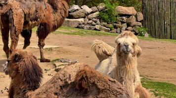 A group of Bactrian camels enjoys their time together in a picturesque landscape with a rocky backdrop video