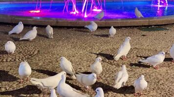 A tranquil and serene scene featuring graceful white doves gathered around a vibrant and lively fountain at night video