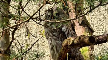 An owl perches on a sturdy branch, blending seamlessly with its natural surroundings among tall pine trees video