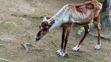 A majestic reindeer walks gracefully across stunning terrain, showcasing its unique features and behavior video