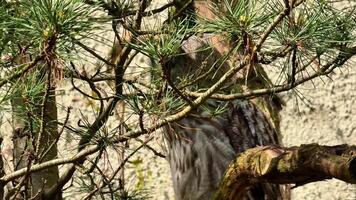 An owl is wellhidden in the pine branches, demonstrating natures incredible camouflage in wildlife video