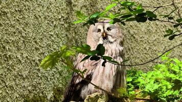 A serene moment with an owl resting gracefully among vibrant foliage, showcasing its unmatched beauty video
