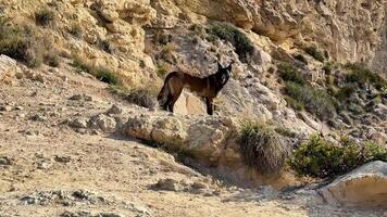 A wild canine stands attentively on rocky terrain while a vivid and picturesque natural landscape surrounds it video