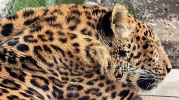 A stunning closeup portrait of a resting leopard, beautifully showcasing its strikingly spotted fur in detail video