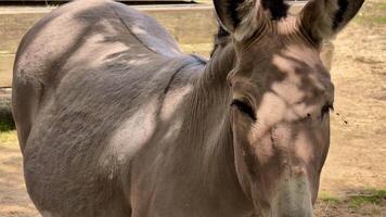 A rare and captivating equine species showcasing its beautiful and magnificent features within its natural habitat video
