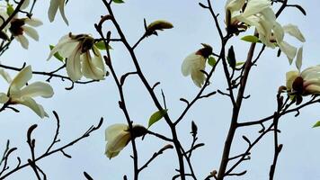 The beautiful magnolia flowers are blooming vibrantly on their branches under a bright clear blue sky video