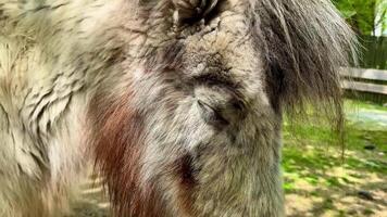 A detailed close-up of a pony featuring its beautiful coat and expressive eye with greenery in the background. video