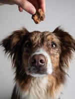 Dog Eagerly Waiting for Freeze-Dried Treat Held Above Its Head in a Bright Setting photo