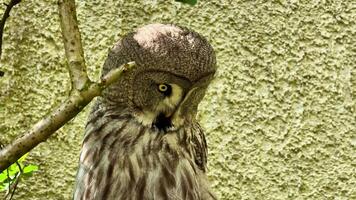 A breathtaking closeup image of a majestic owl skillfully hiding among the branches, showcasing its distinct features video