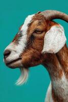 Healthy Brown and White Goat Profile Against Teal Backdrop Showcasing Unique Features and Vibrant Colors in a Natural Setting photo