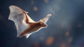 Sunda Colugo Glides Gracefully Through Twilight Air Surrounded by Soft Gradients of Light and Shadow photo