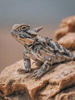Horned Lizard Resting on Textured Desert Rock Under Warm Sunlight in a Natural Habitat photo