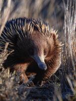 Long-beaked Echidna Crawls Through Dry Grass Under Soft Side Lighting in a Natural Habitat During the Golden Hour of the Day photo
