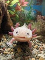 Smiling Axolotl Exploring Clean Underwater Habitat With Vibrant Aquatic Plants photo