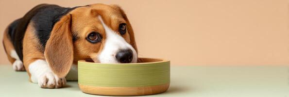 Dog Munches Happily From Eco Bamboo Bowl on Soft Pastel Background With Ample Space on the Left for Design Elements photo