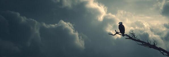 Harpy Eagle Perched Majestically Against a Dramatic Sky With Subtle Cloud Formations in the Background photo