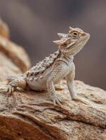 Horned Lizard Basking on Textured Desert Rock Under Sunlight in Arid Landscape photo