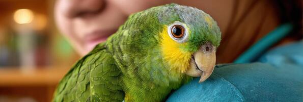 Calm Parrot Perched on Vets Shoulder During a Cozy Consult in Natural Light photo