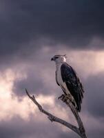 Harpy Eagle Perched Majestically on a Branch Under a Dramatic Sky Filled With Clouds photo