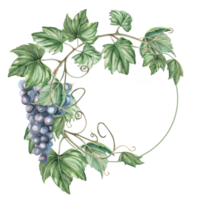 Wreath with curved vine and bunch of grapes. Isolated watercolor illustration for wine labels, bar and restaurant signs, menus, postcards and posters. png