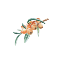Small branch with sea buckthorn berries. Isolated watercolor illustration in realistic style for design of juices, drinks, teas, tea card, printing on postcards, fabric and textiles. png