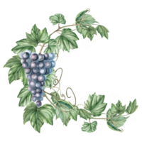 Composition with grapevine and bunch of grapes. Isolated watercolor illustration in realistic style for restaurant menu design, bar interior, textile printing. png