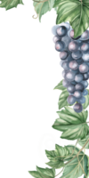 Rectangular vertical frame with ripe bunch of dark grapes. Isolated watercolor illustration for bar card, shop windows, menu, design of printed products for fairs, harvest day. png