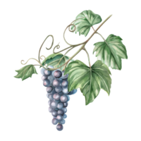 Grapevine with a bunch of ripe grapes. Isolated watercolor illustration in a realistic style for the design of wine shops, bottle labels, bar menus, printing on clothes and posters. png