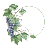 Wreath with vine and bunch of grapes. Isolated watercolor illustration for design of wine labels, signs for bars and restaurants, menus, printing on postcards and posters. png
