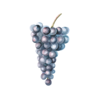 Bunch of ripe dark grapes. Isolated watercolor illustration in realistic style for wine shop design, bottle labels, bar menu, printing on clothes and posters. png
