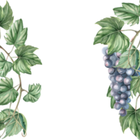 Square frame with ripe bunch of dark grapes. Isolated watercolor illustration for window display, menu, design of printed products for fairs, harvest day. png