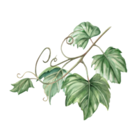 Grapevine. Isolated watercolor illustration in realistic style for wine shop design, bottle labels, bar menu, printing on clothes and posters. png
