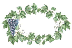 Oval frame with grapevine and bunch of ripe grapes. Isolated watercolor illustration in realistic style for restaurant menu design, bar interior, textile printing. png